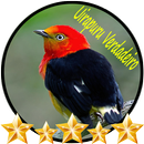 Canto do Uirapuru Verdadeiro APK