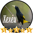 Canto de Xexéu