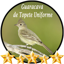 Guaracava de Topete Uniforme APK