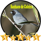 Sanhaco De Coleira icône