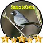 Sanhaco De Coleira icon