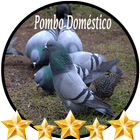 Som Pombo Doméstico icône