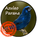 Azulão Canto Paraná APK