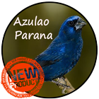 Azulão Canto Paraná icône