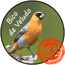 Canto Bico de Veludo APK