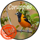 Corrupião Canto Classico APK