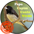 Papa Capim Canto Viviti APK