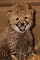 Cheetah Photo Frames poster