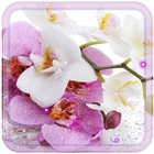 Orchid China HD live wallpaper icon