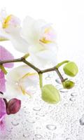Orchid China HD live wallpaper poster