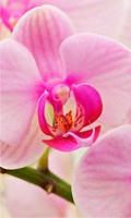 Orchid China HD live wallpaper screenshot 1