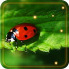 Ladybugs Nice icon