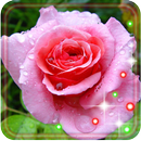 Spring Roses live wallpaper aplikacja