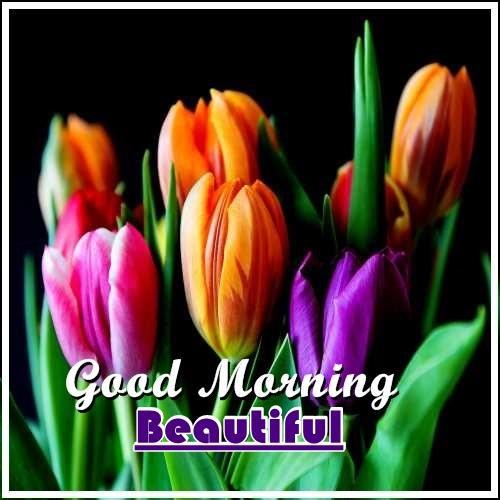 Good Morning Beautiful Flower For Android Apk Download