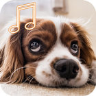 강아지 음악 icono