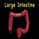 Human Body Large Intestine APK
