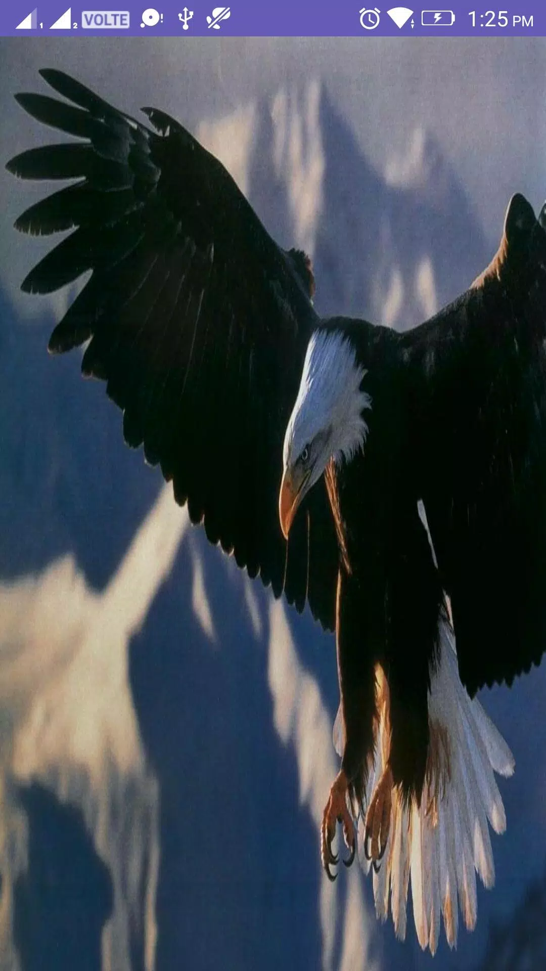 Eagle 4K Wallpaper APK for Android Download Eagle 4K Wallpaper APK for Android Download