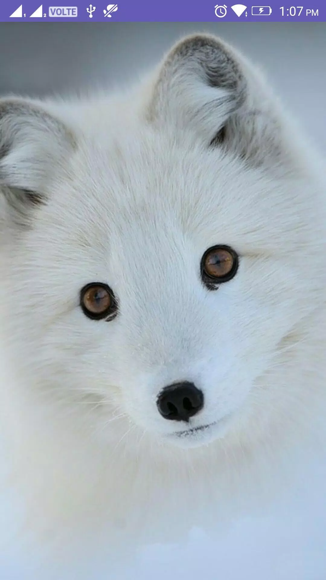 Fox 4K Wallpaper APK for Android Download Fox 4K Wallpaper APK for Android Download