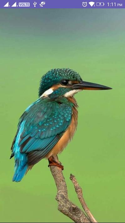 Download do APK de Kingfisher 4K Wallpaper para Android