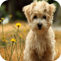 Puppy 4K Wallpaper