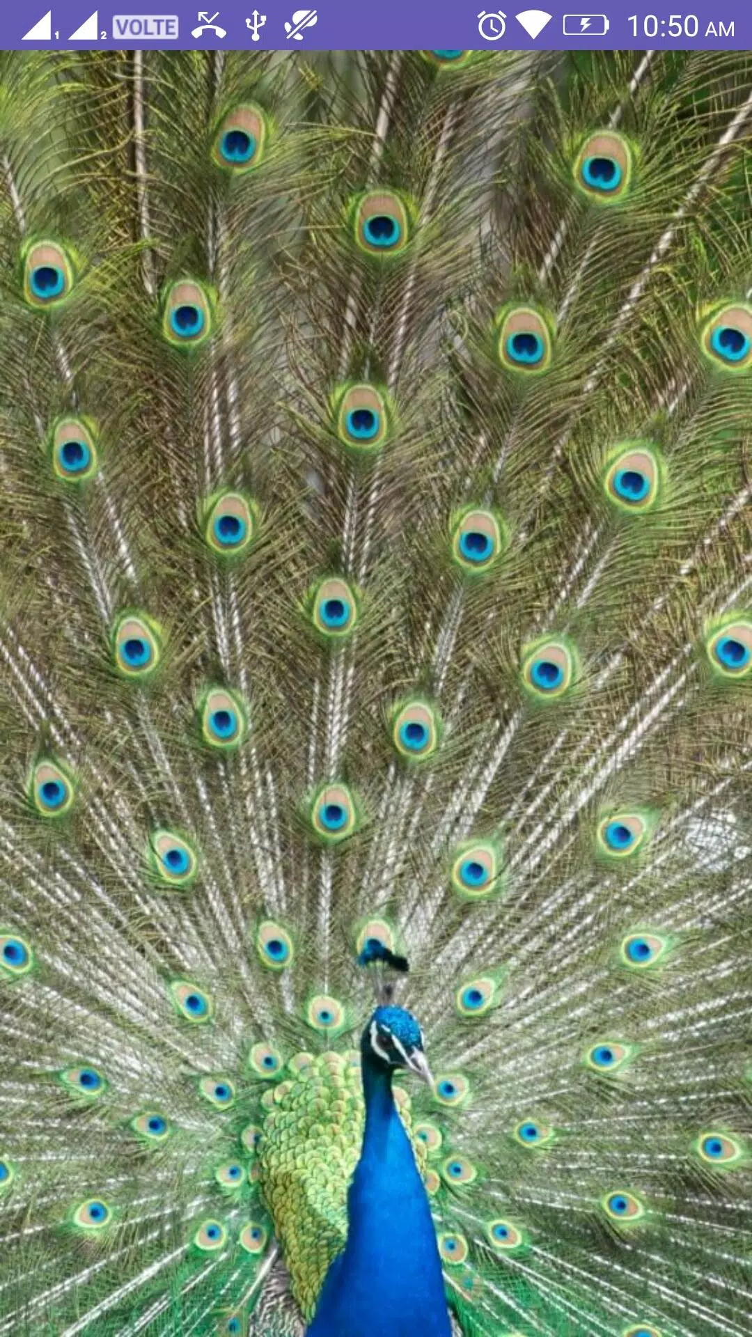 Peacock 4k Wallpaper APK for Android Download Peacock 4k Wallpaper APK for Android Download
