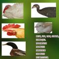Poultry Soft Lite