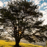 Make Tree by Fractal!