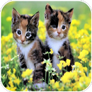 APK Kitten HD Wallpaper 2020