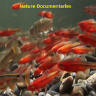 Nature Documentaries ikon
