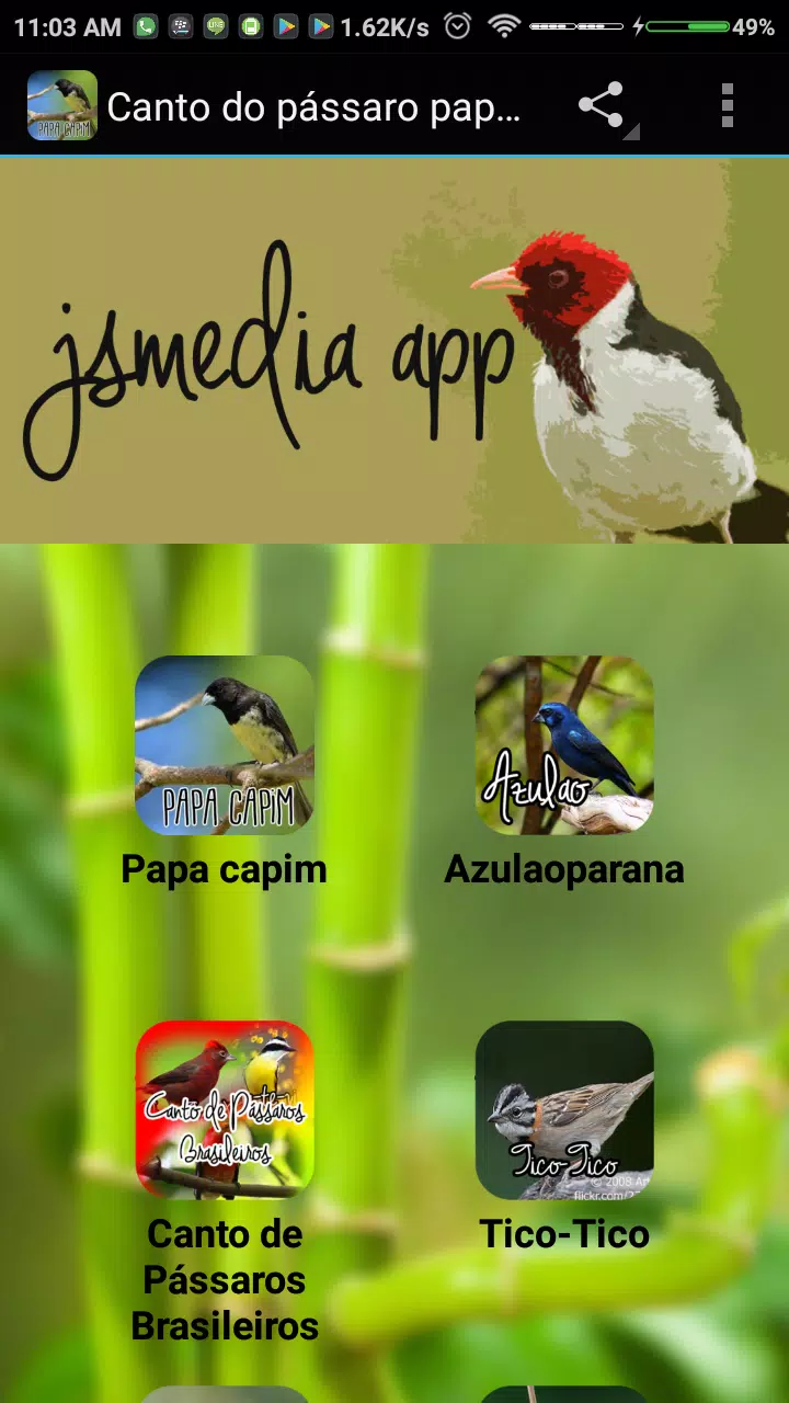 Canto Fêmea de Papa Capim APK 19.0 for Android – Download Canto