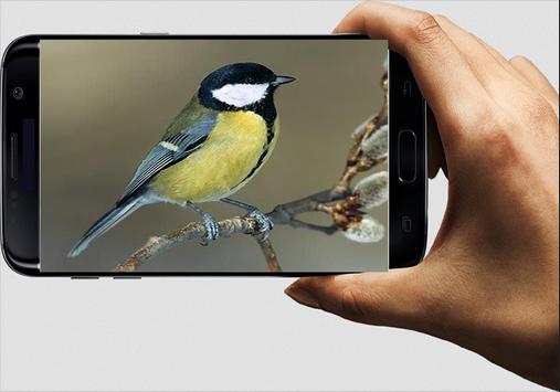 Suara Burung Gelatik Batu For Android Apk Download