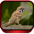 Suara Burung Gereja