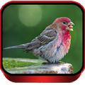 Masteran Burung Pipit