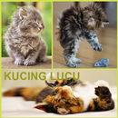 kucing Lucu APK