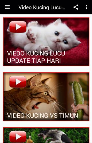 Video Kucing Lucu Update Tiap Hari Für Android Apk