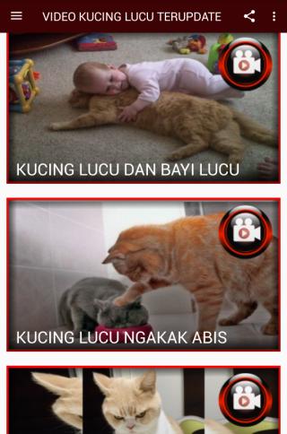 Video Kucing Lucu Paling Update для андроид скачать Apk