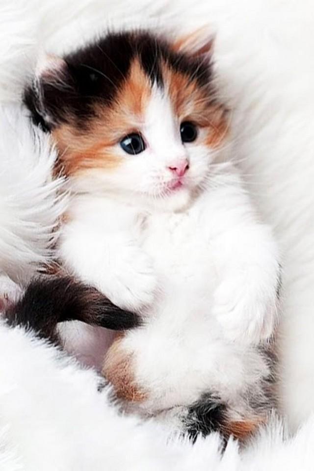 The Most Unique Type of Cat Wallpaper HD APK pour Android Télécharger The Most Unique Type of Cat Wallpaper HD APK pour Android Télécharger