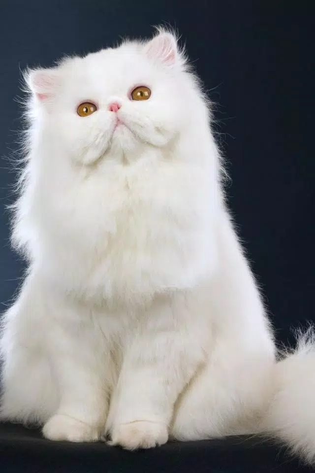 The Most Unique Type of Cat Wallpaper HD APK for Android Download The Most Unique Type of Cat Wallpaper HD APK for Android Download