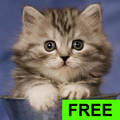Cute Lovely Cats