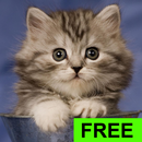 Cute Lovely Cats APK