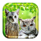 Face Swap Live Switch