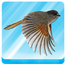 Cuckoo Escape APK