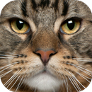 Jigsaw Puzzle Funny Cats APK