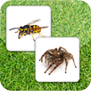 Insect Memory Game APK