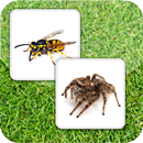 APK Insect Memory Game