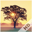 Serene Wallpaper APK