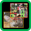 Let's Mosaic -- Easy Photomosa