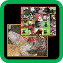 Let's Mosaic -- Easy Photomosa APK