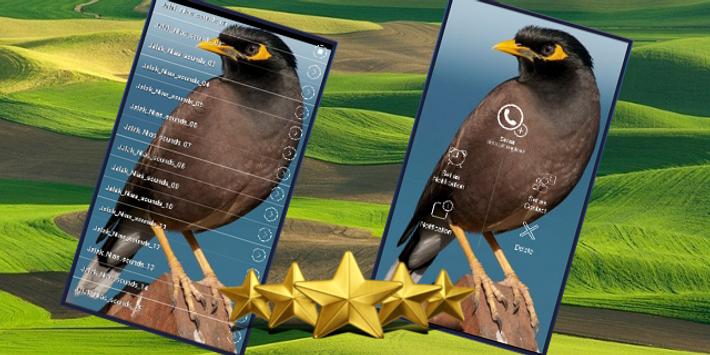 Suara Burung Jalak Nias Master Kicau Jalak Nias For Android