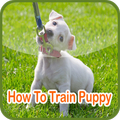 How To Train Puppy